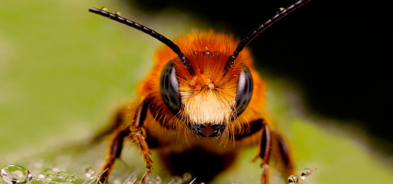 Tout savoir sur les abeilles