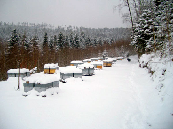 La vie des abeilles en hiver