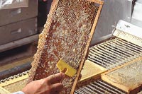 le miel, un produit 100% naturel