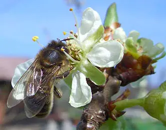 Abeille butineuse sur cerisier