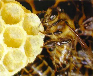 Abeille cirière
