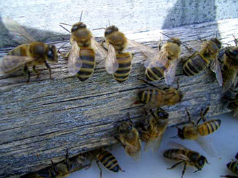 Abeilles à l'entrée de la ruche