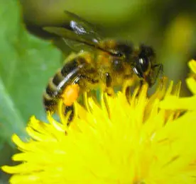 Pollen