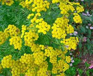 Abeilles butineuses sur fleurs