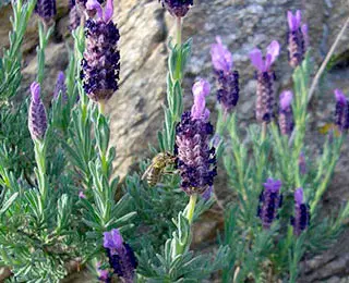 Abeille butineuse sur lavande