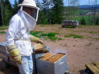 Ouverture de ruche