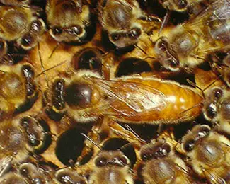 Reine abeille