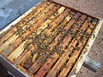 Cadre de ruche