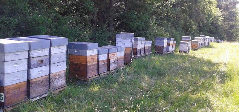 Lexique de l'apiculture