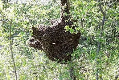 Essaim d'abeilles