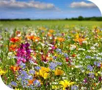 Fleurs