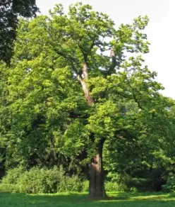 Fleurs de forêt