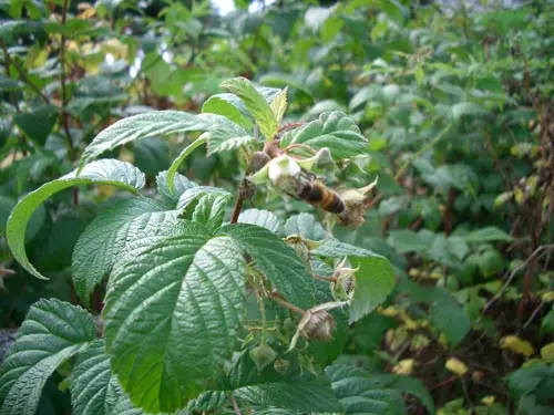 Fleurs de montagne