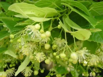 Fleur de tilleul