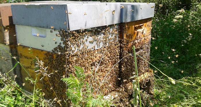 Récolte du miel des abeilles en été