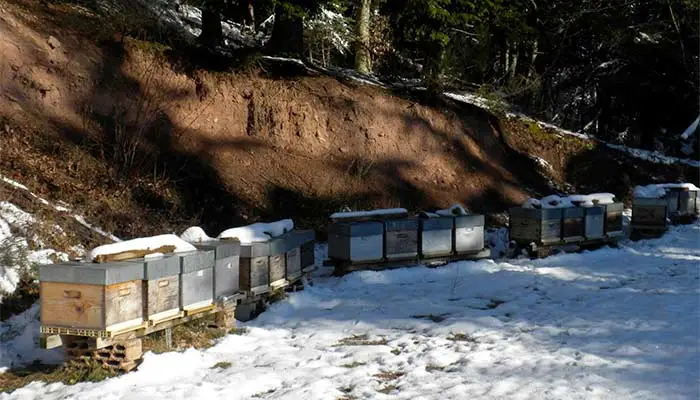 La vie des abeilles en hiver