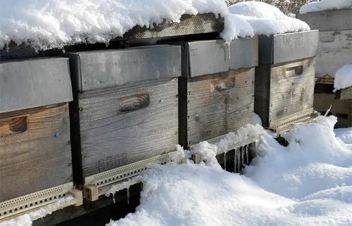 La vie des abeilles en hiver