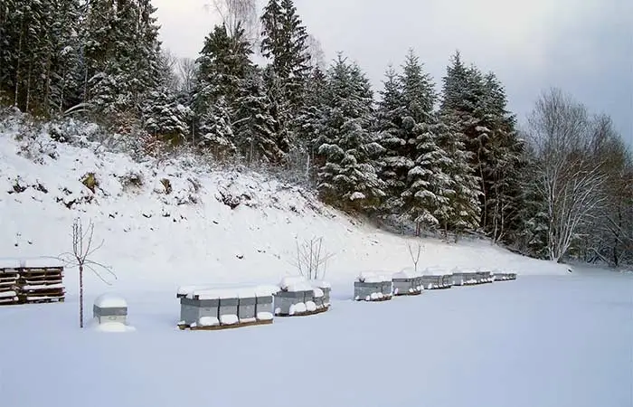 La vie des abeilles en hiver
