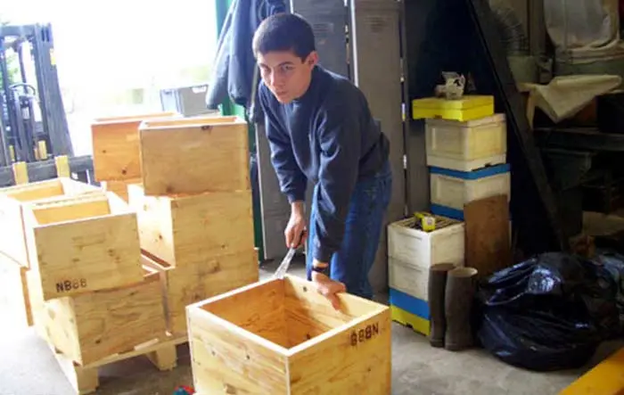 La vie des abeilles en hiver