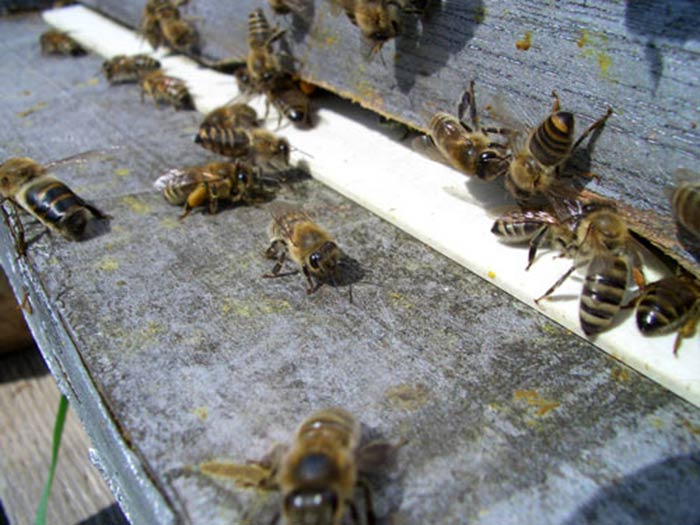 Les abeilles montent la garde à l'entrée de la ruche