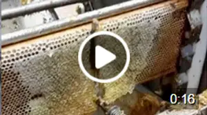Extraction des dernières récoltes de l'année