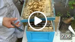 Mise en cage de la reine