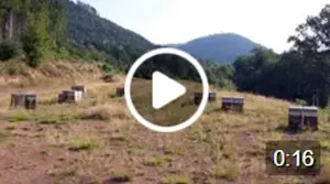 Récolte du miel de montagne dans les Vosges