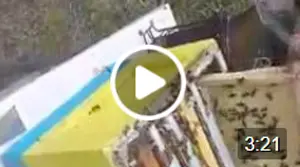 Chercher, attraper et marquer une reine des abeilles