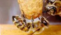 Extra abeilles