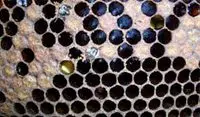 Lexique apiculture