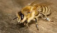 Ma vie d'abeille