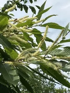 Des abeilles butinent des fleurs de châtaignier.