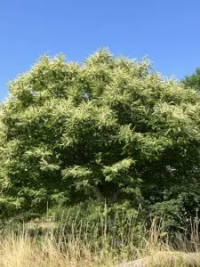 Des abeilles butinent des fleurs de châtaignier.
