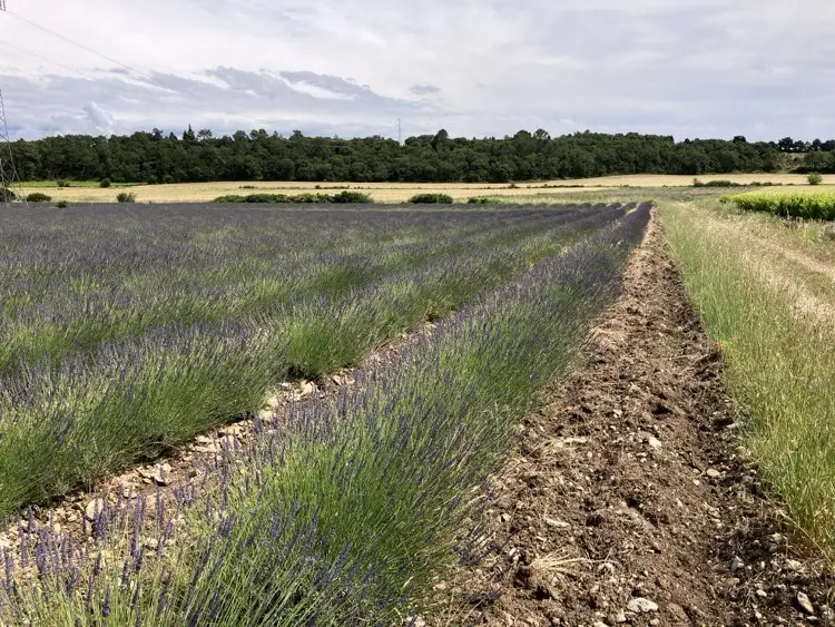 Miel de lavande – Image 6