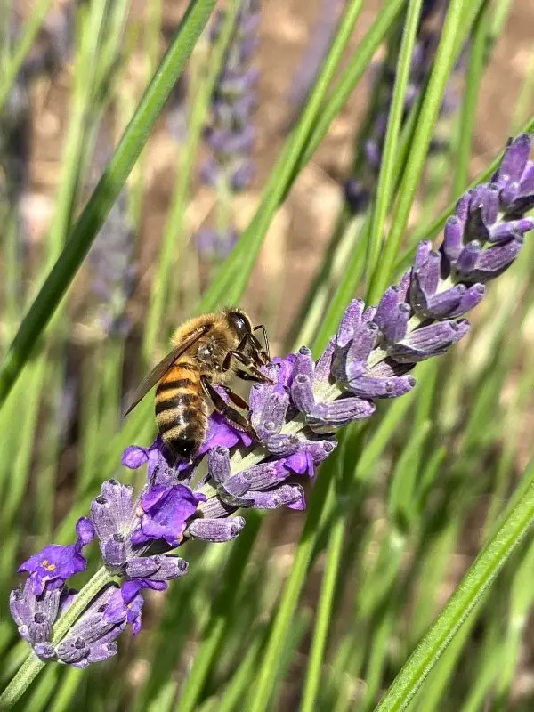 Abeille miel de lavande